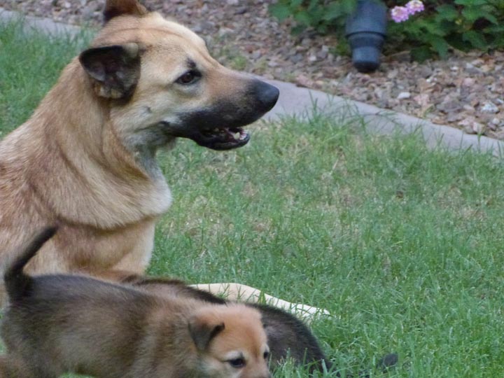 chinook dog